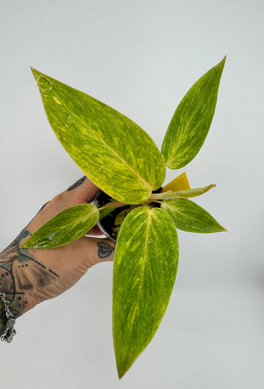 Philodendron Painted Lady