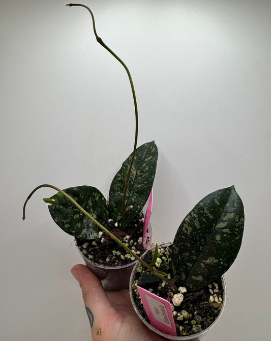 Hoya Crasspipetiola Splash