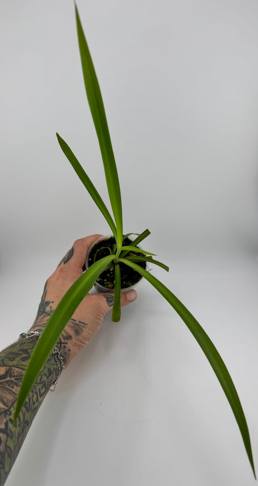 Spider Plant