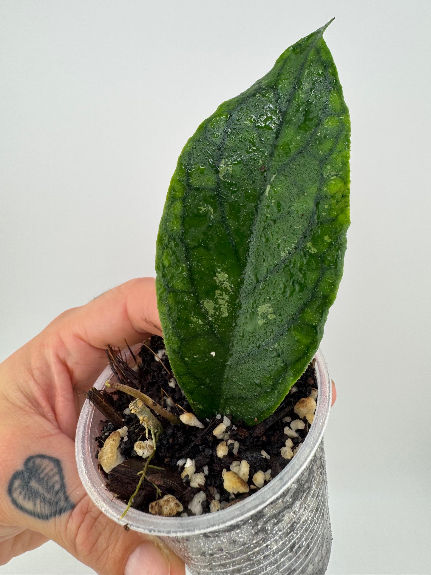 Hoya Ranauensis