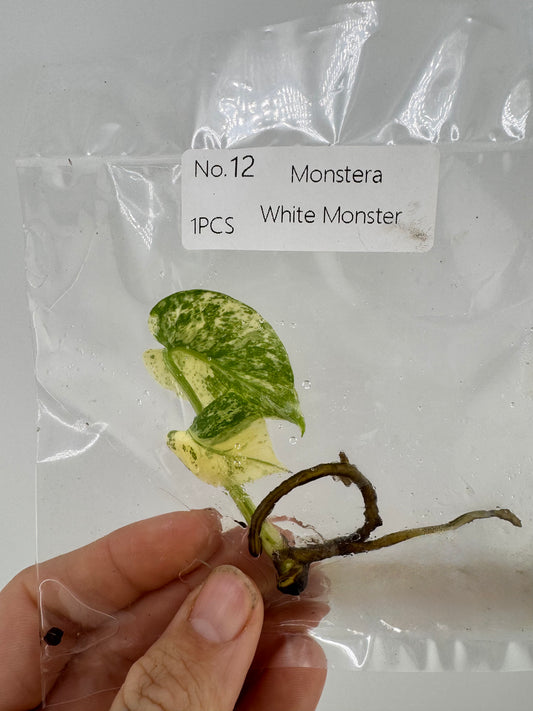 Monstera ‘White Monster’ Tissue Culture Plant #12