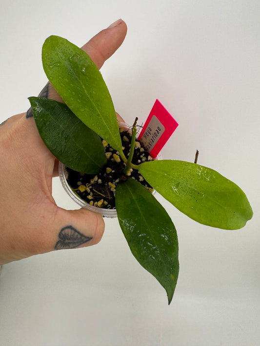 Hoya Rosiarioae
