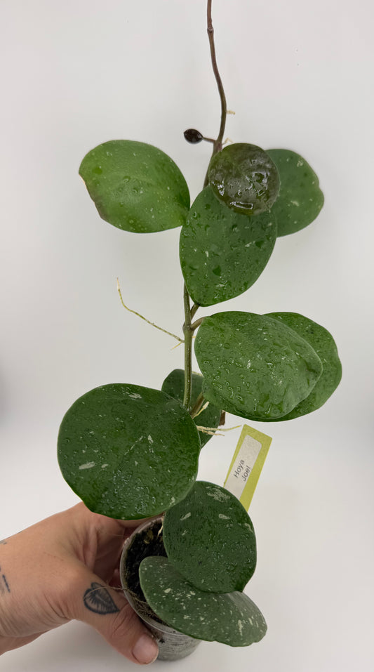 Hoya ‘Joel’
