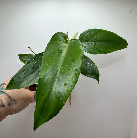 Philodendron Jerry Horne (rare tropical)