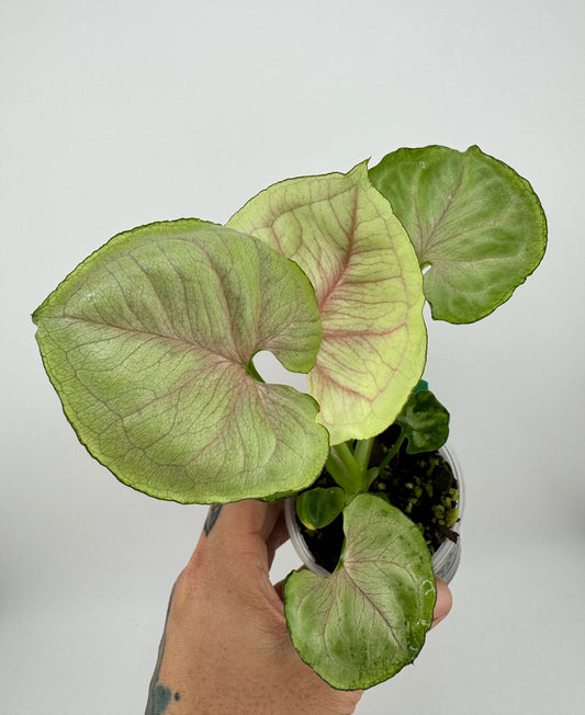 Syngonium Green Splash