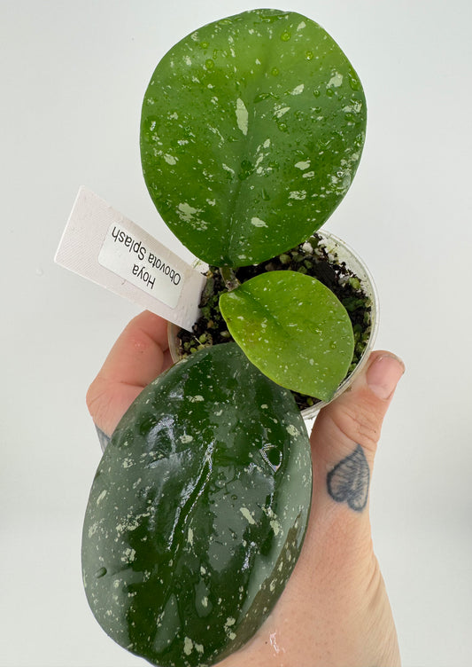 Hoya Obovota Splash