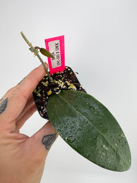 Hoya EPC-301 ‘black leaf’ X UNK