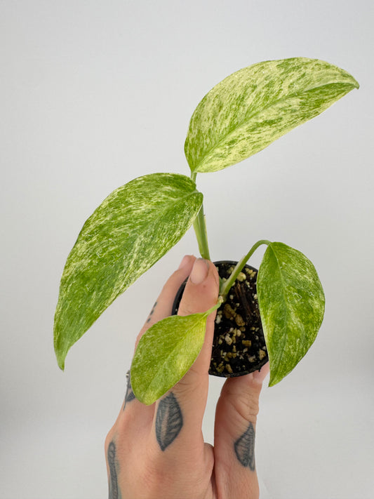 Monstera Laniata ‘Mint’ Variegated