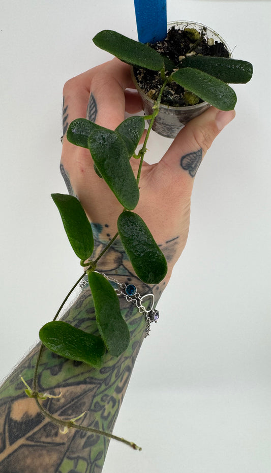 Hoya Rotundiflora