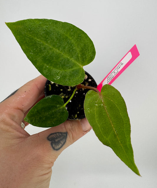 Anthurium Dark Phoenix x Papi