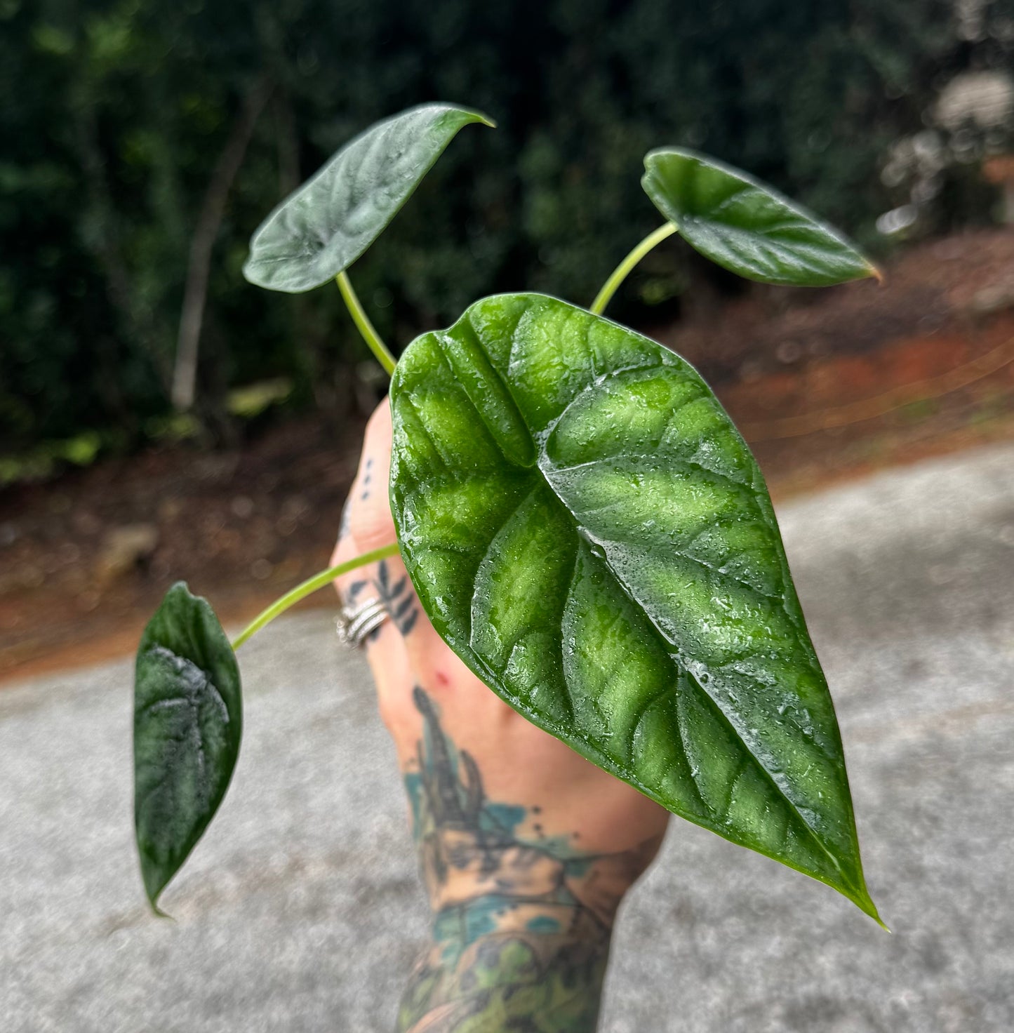 Alocasia Dragon Scale