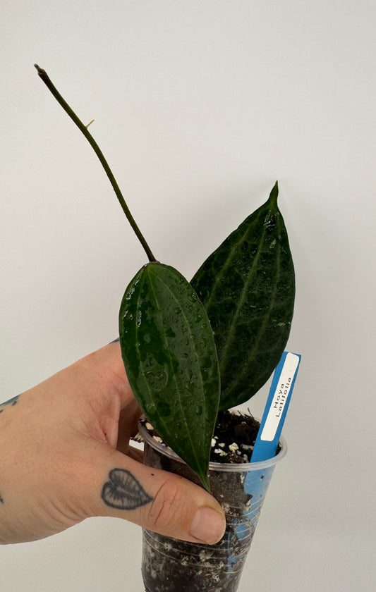 Hoya latifolia (macrophylla) green