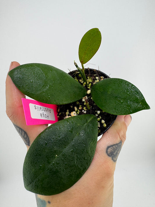 Hoya Australis