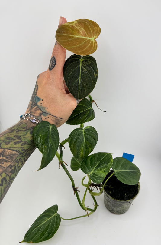 Philodendron Melanocrysm Variegated