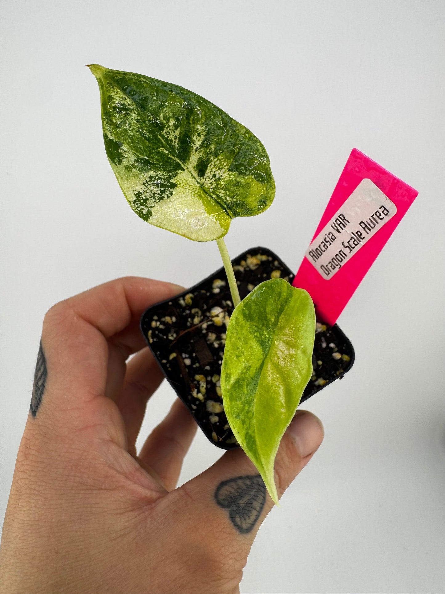 Alocasia Dragon Scale Aurea Variegated #1