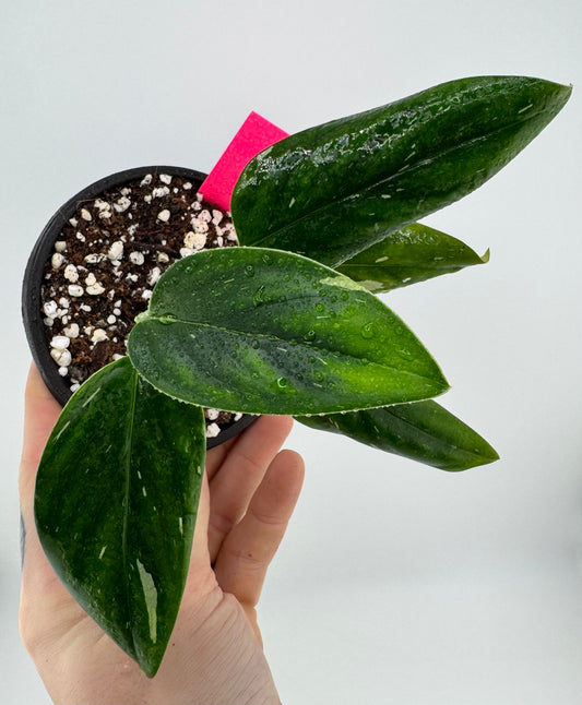 Monstera Standleyana ‘Albo’