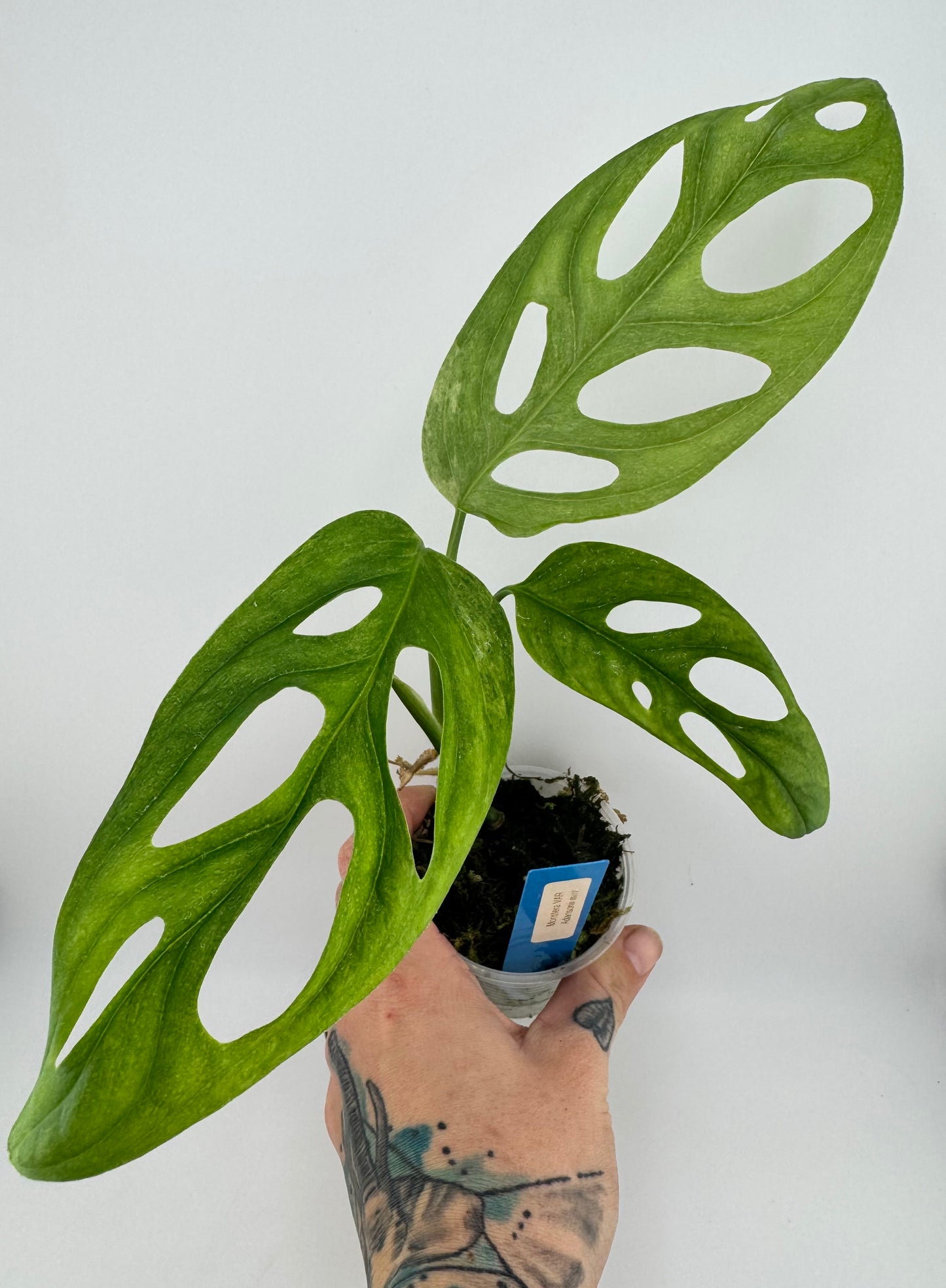 Monstera Adansonii Variegated Indonesian Mint