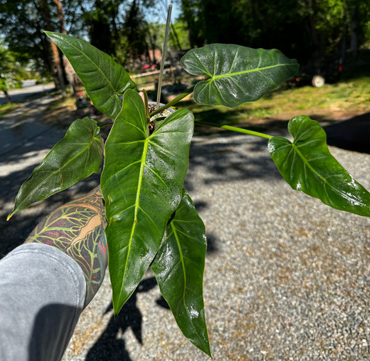 Philodendron. Maximum