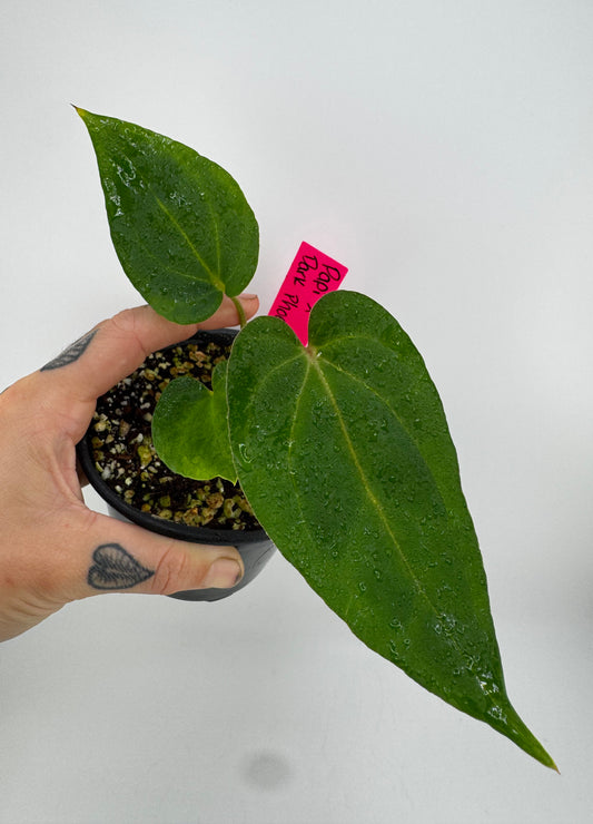 Anthurium Dark Phoenix x Papi