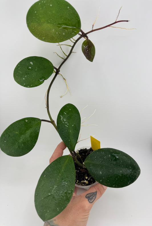 Hoya Carnosa ‘David’s Green Cup’
