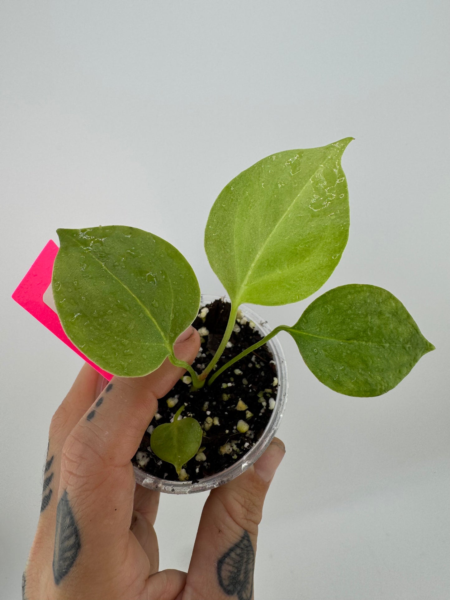 Anthurium Big Bill