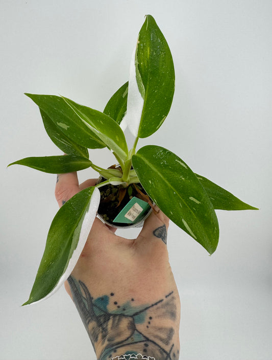 Philodendron White Princess