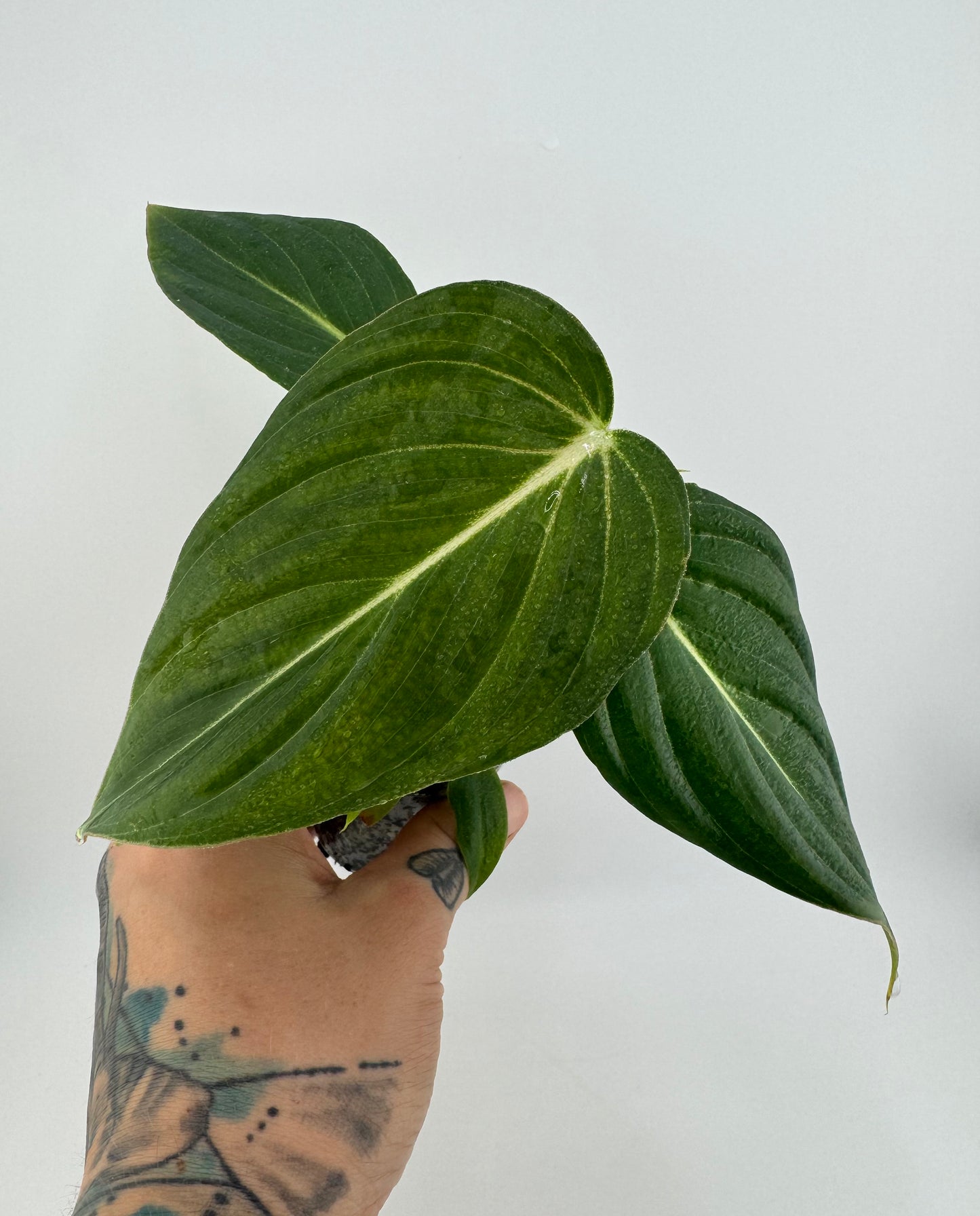Philodendron Glorious  (melanocrysm x gloriosum)