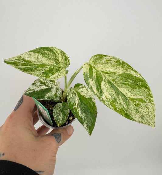 Epipremnum Pinnatum ‘Marble’ Variegated