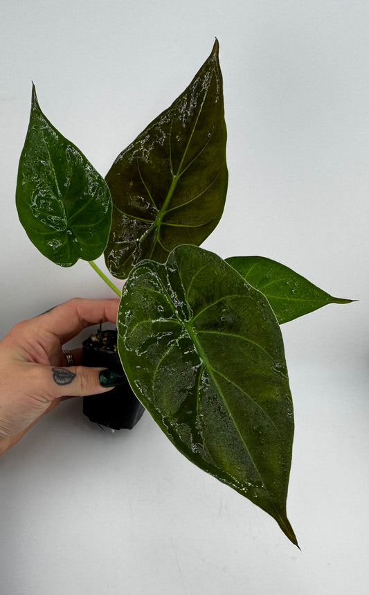 Alocasia Wentii