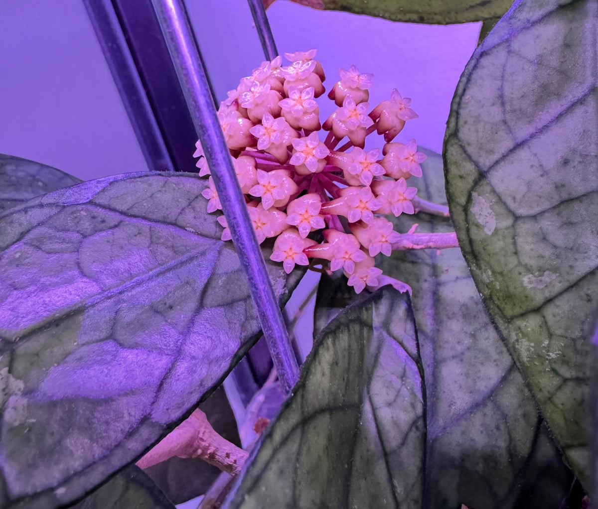 Hoya Finlaysonii X Unknown