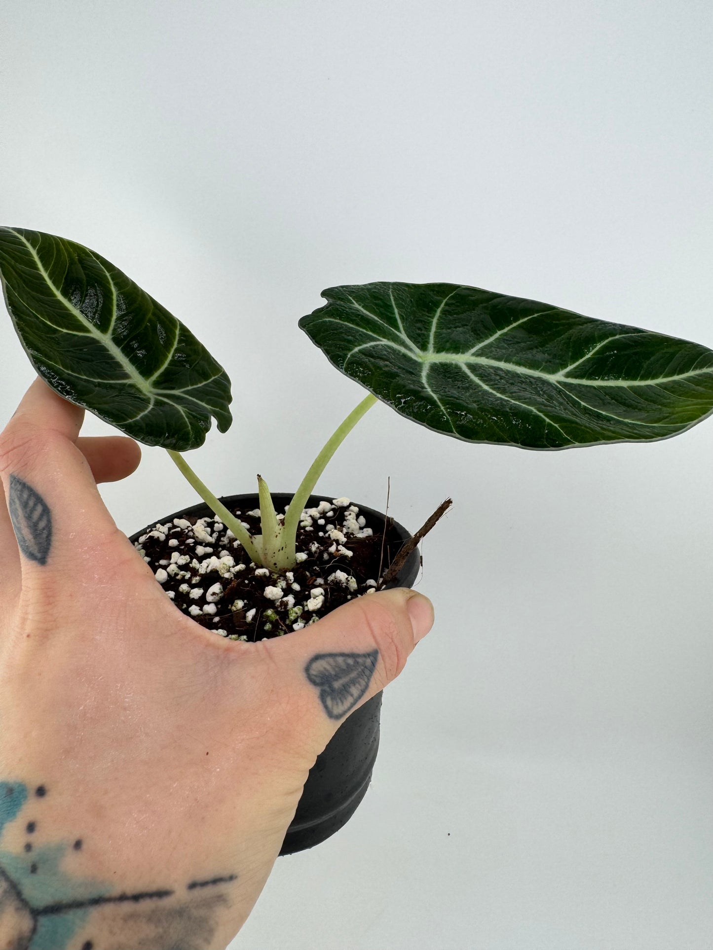 Alocasia Black Velvet
