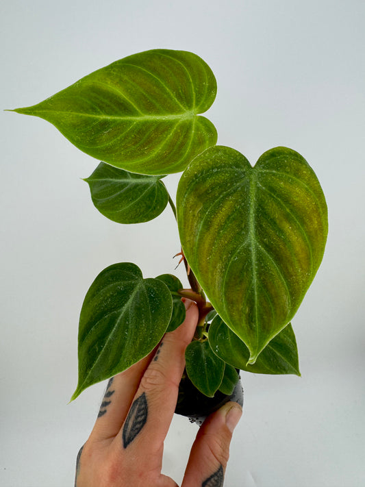 Philodendron El Choco Red