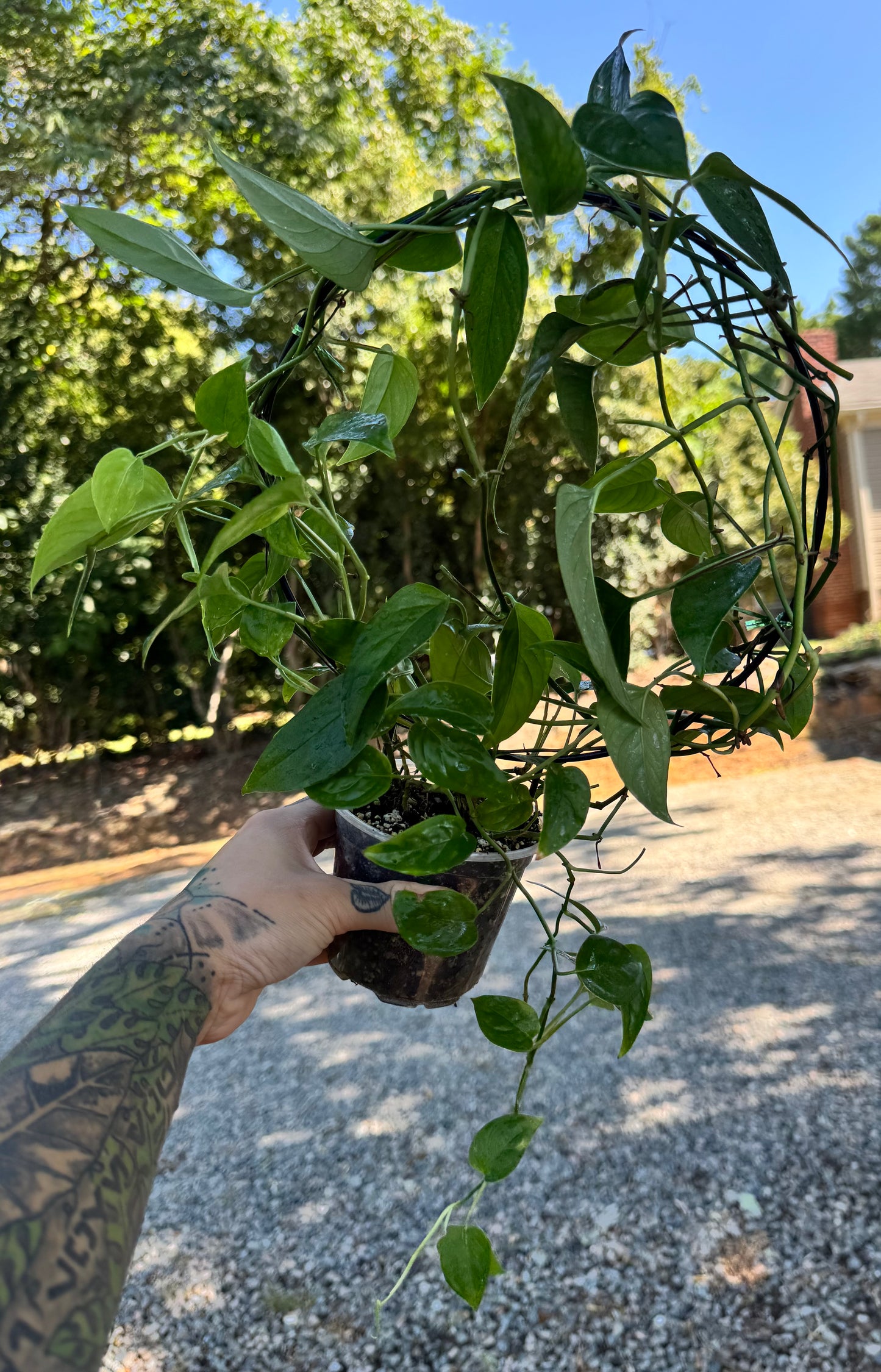 Monstera Lechleriana