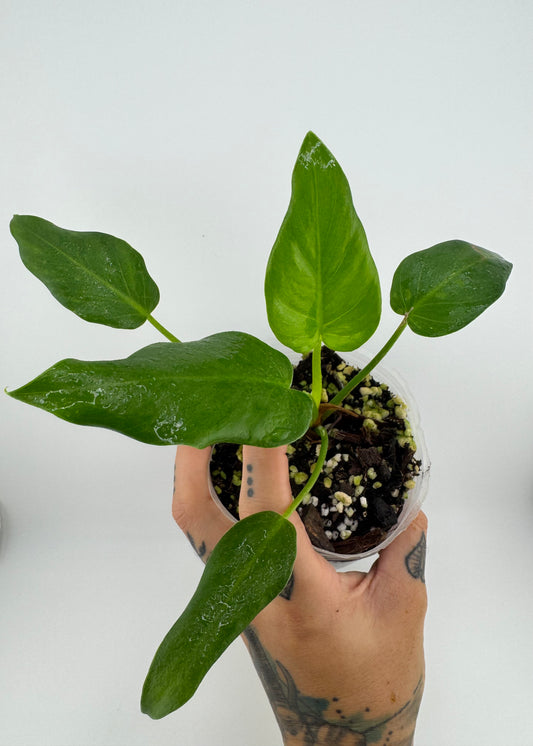 Philodendron Gigantum