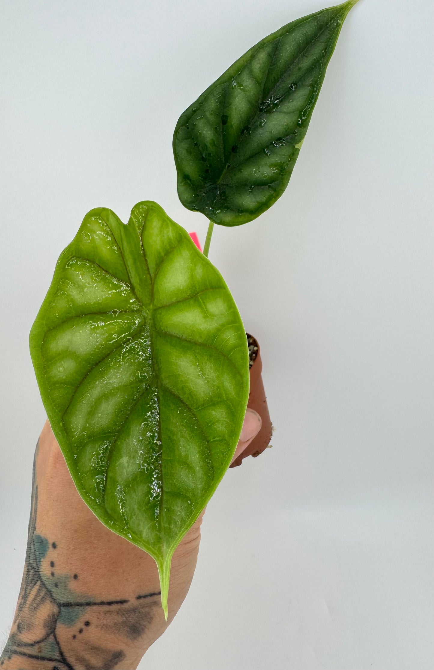 Alocasia Dragon Scale