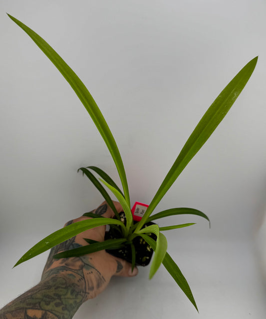 Spider Plant