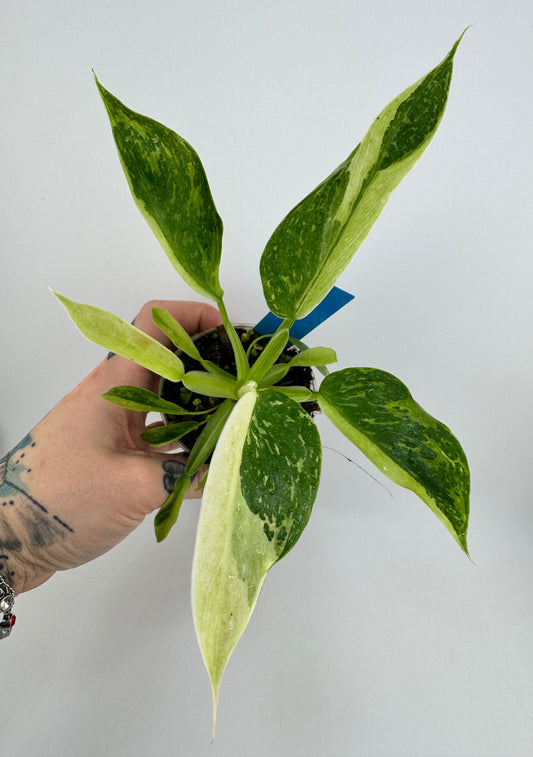 Philodendron Jose Buono