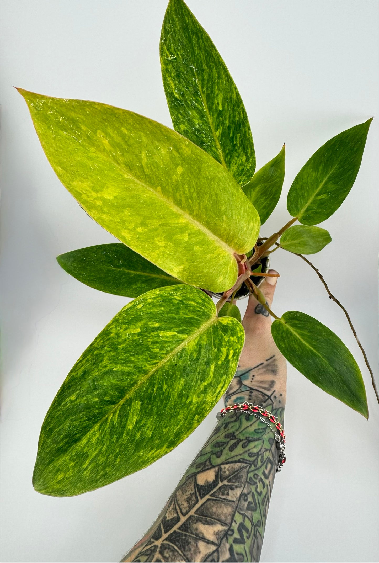 Philodendron Painted Lady