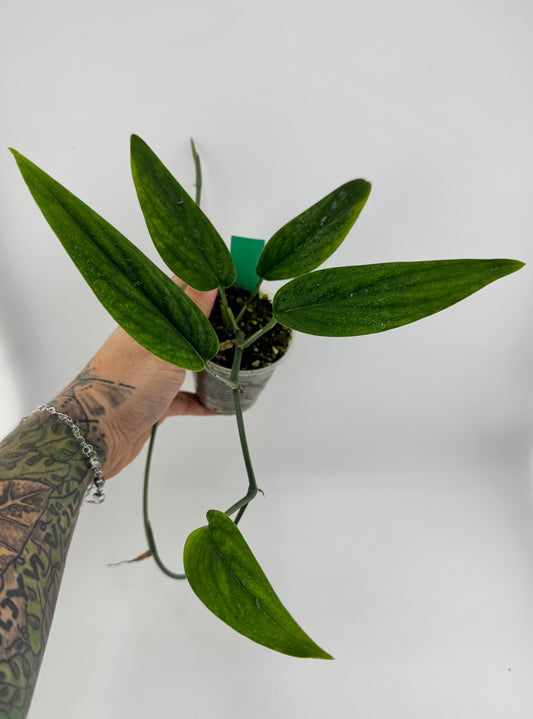 Monstera Barrieri