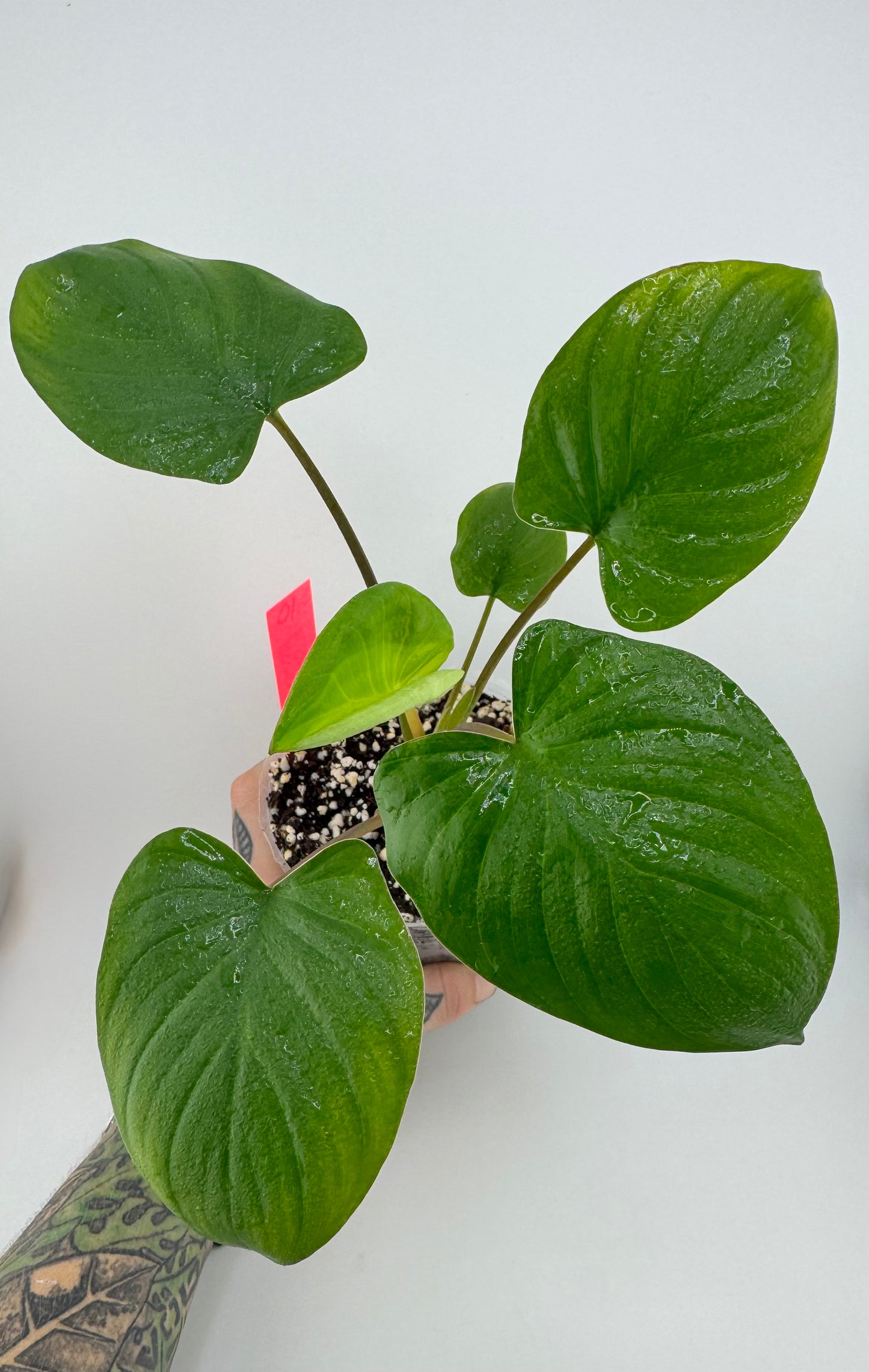 Homalomena Rubescens Green Emerald