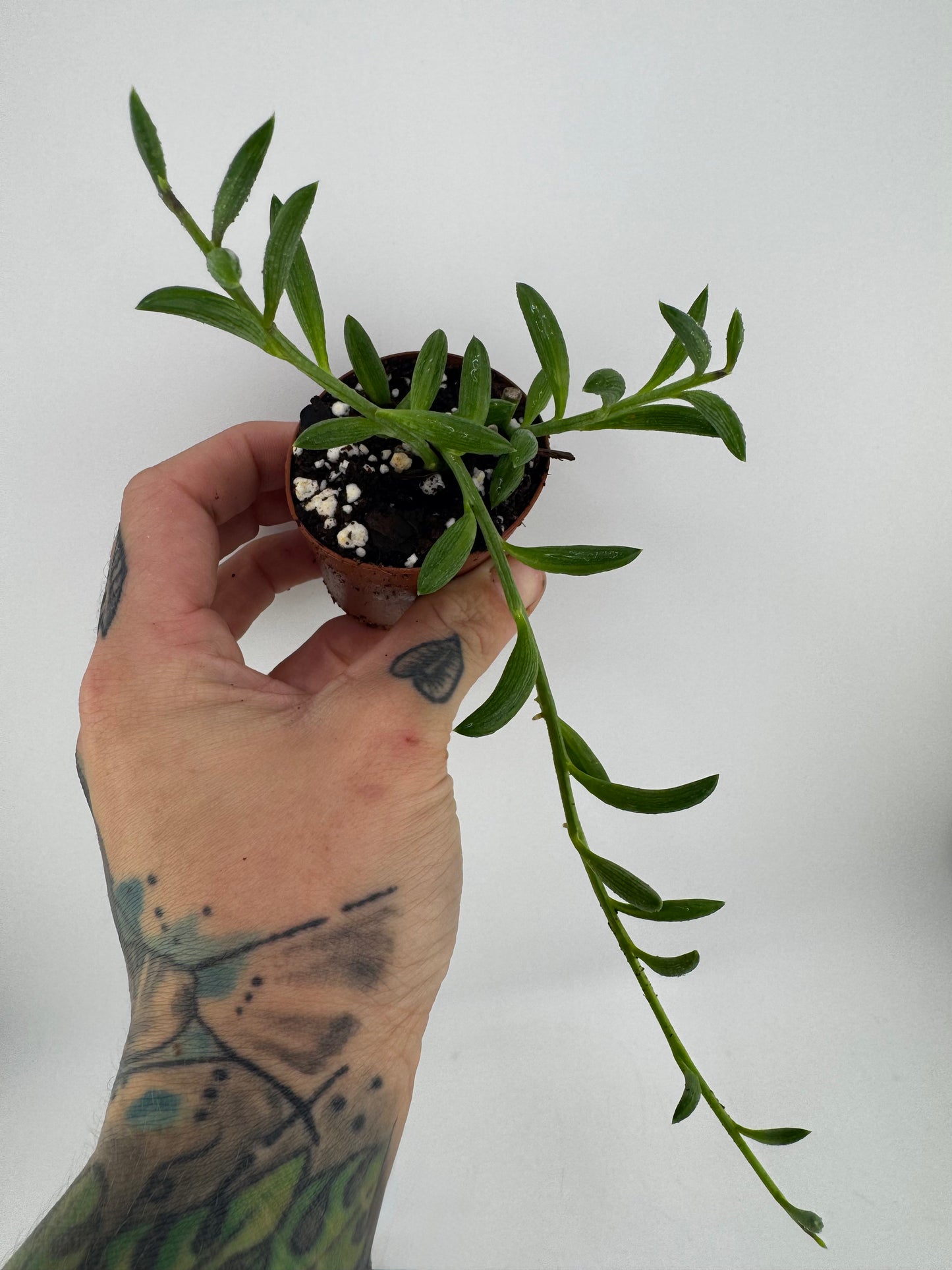 String of Bananas