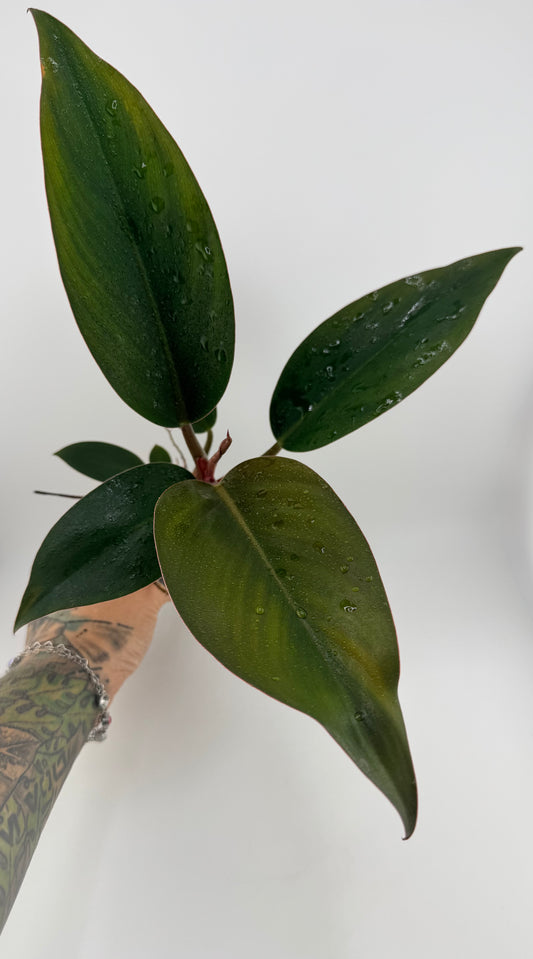 Philodendron Red Congo