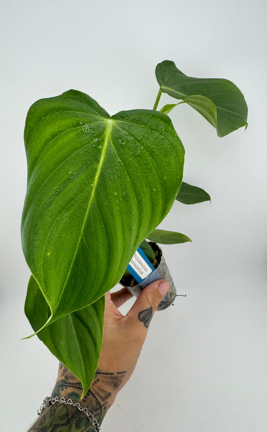 Philodendron Pastazanum
