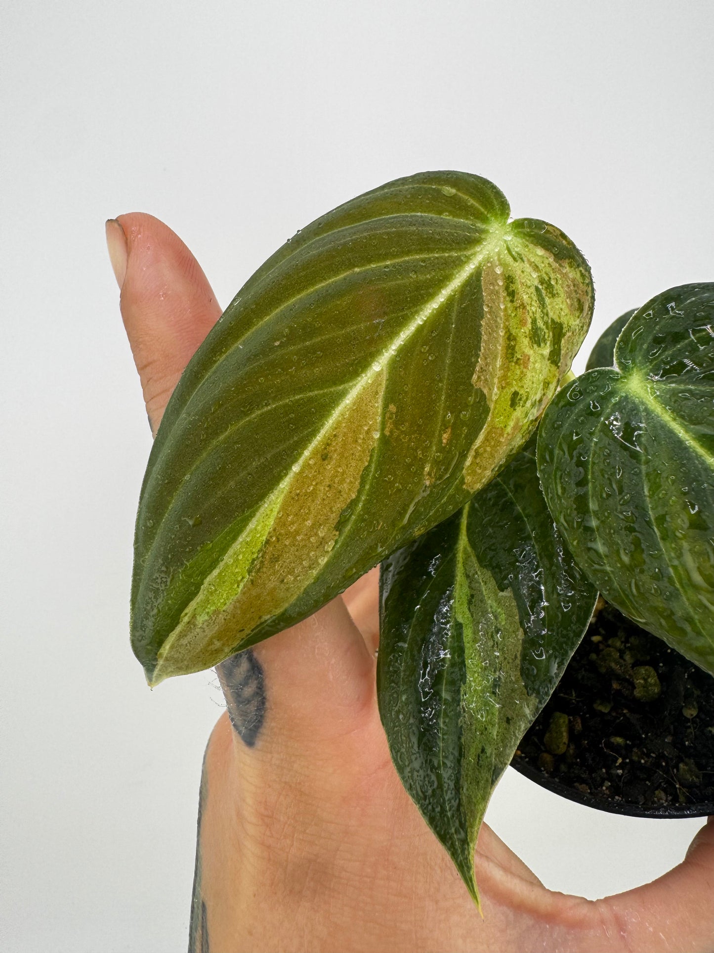 Philodendron Melanocrysm Variegated