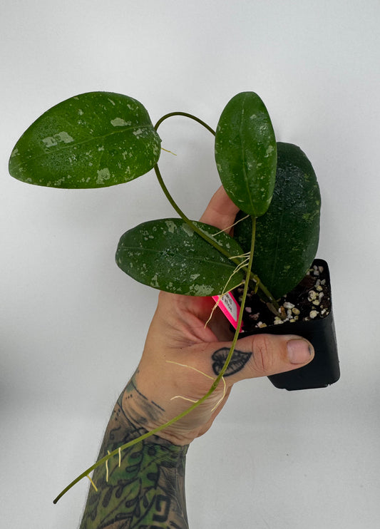 Hoya EBW ‘starry skies’
