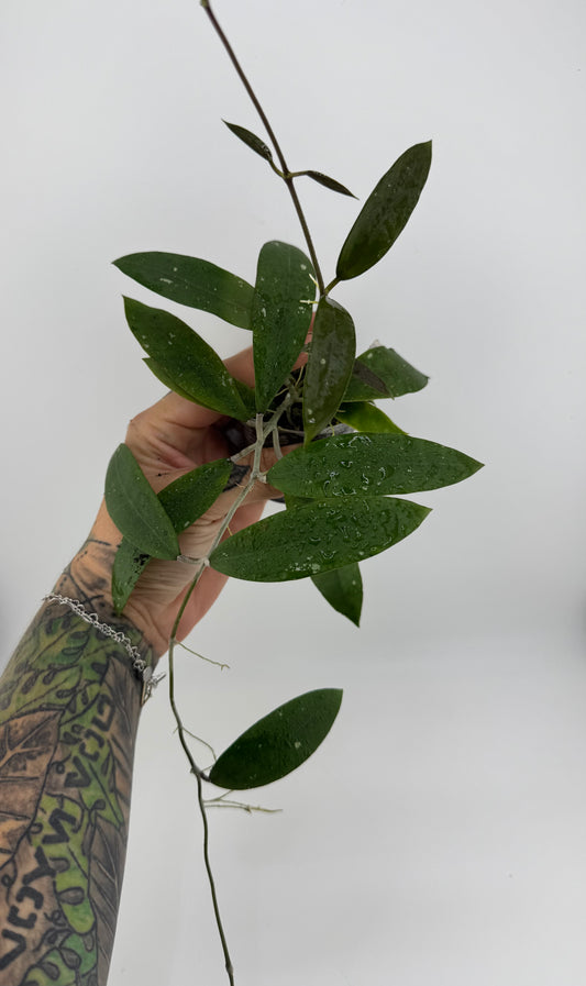 Hoya EPC-301 X (unknown) open cross seedling