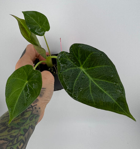 Alocasia Regal Shield