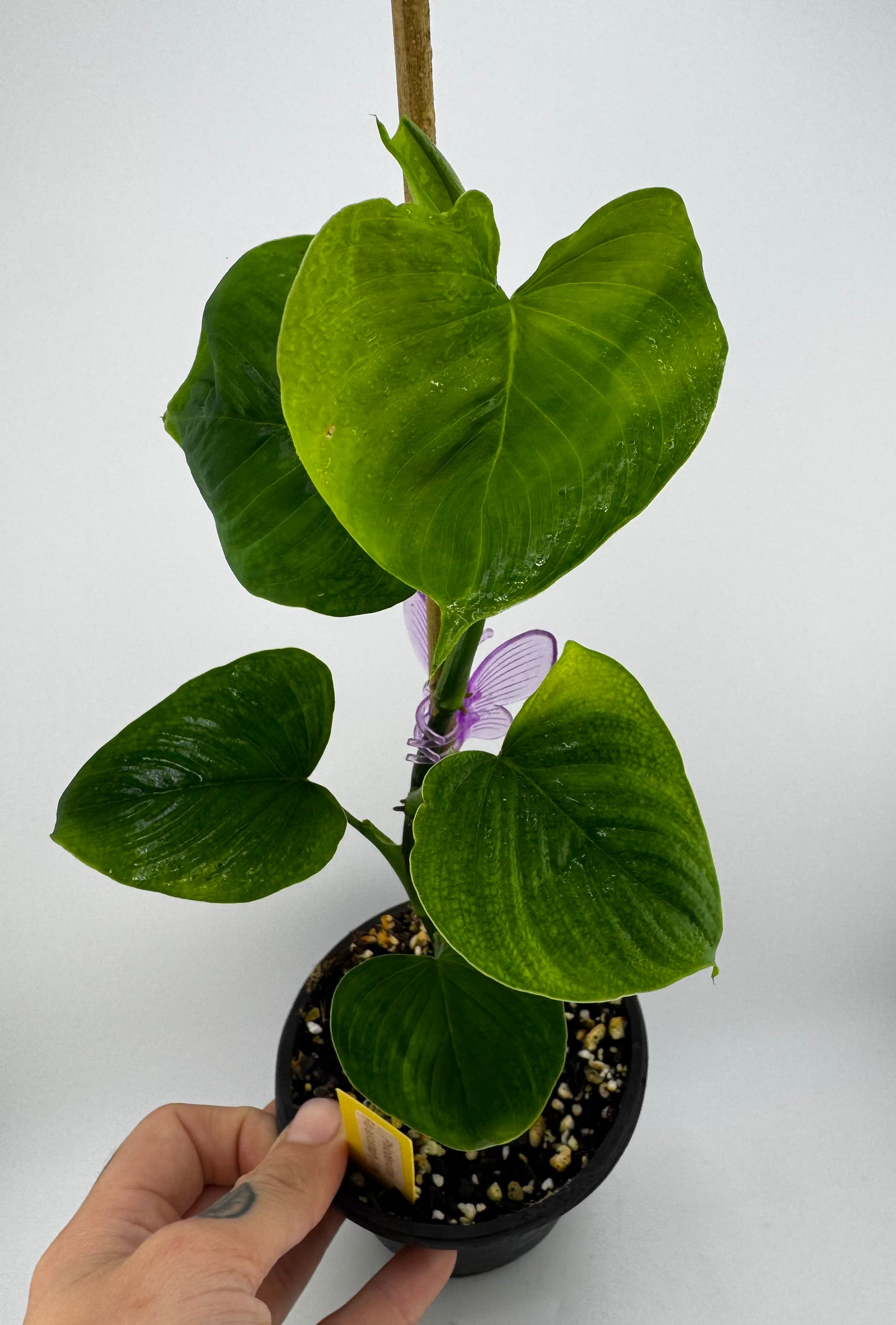Philodendron fibraecataphyllum