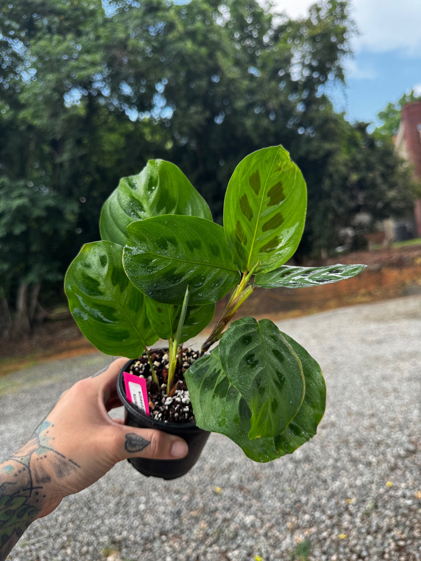 Maranta Leuconeura ‘Kerchoveana’