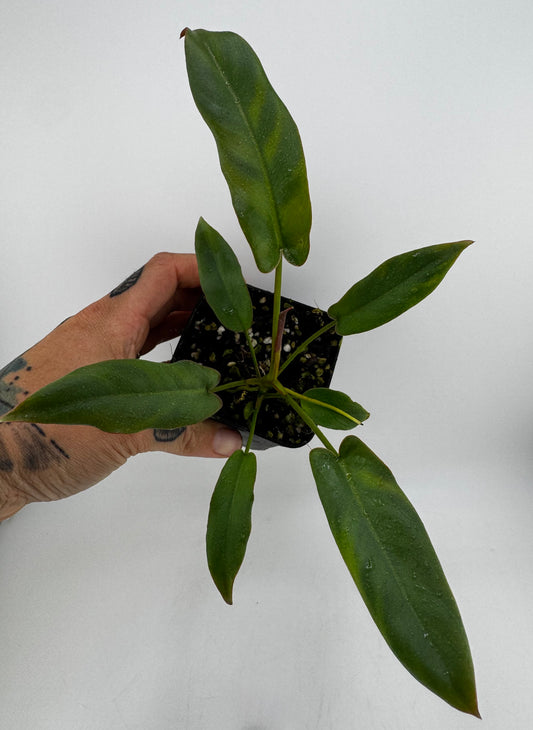 Philodendron Atabapoense